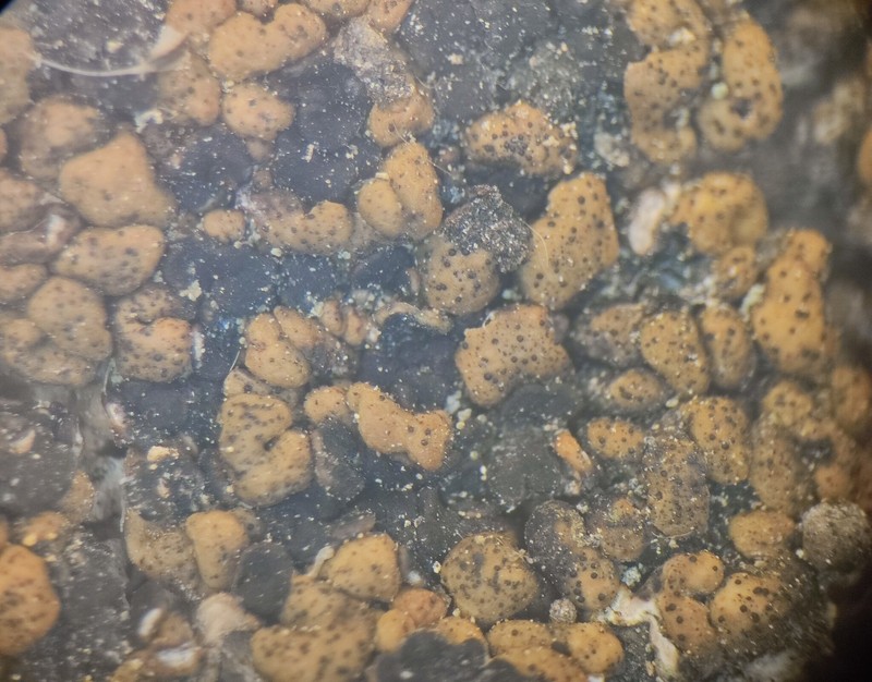 Stigmidium tabacinae photo 2
