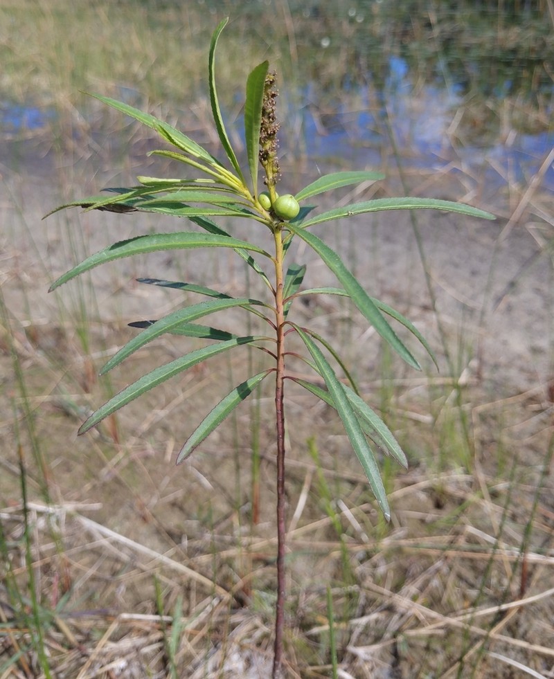 Water Toothleaf photo 4