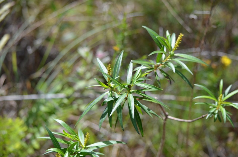 Water Toothleaf photo 6