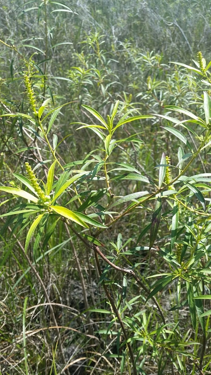 Water Toothleaf photo 7