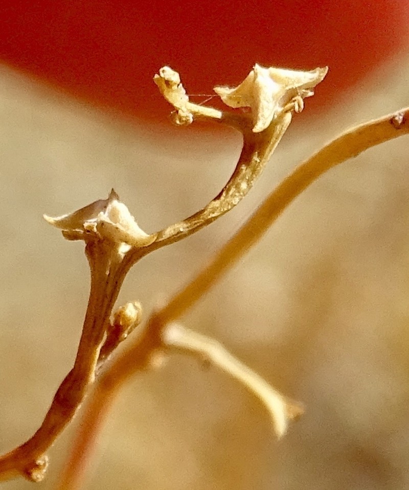 Queen's-Root photo 4