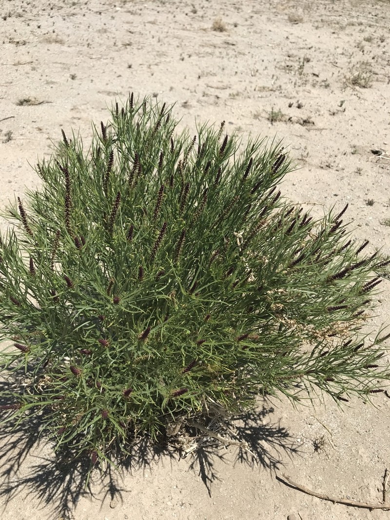 Mojave Toothleaf