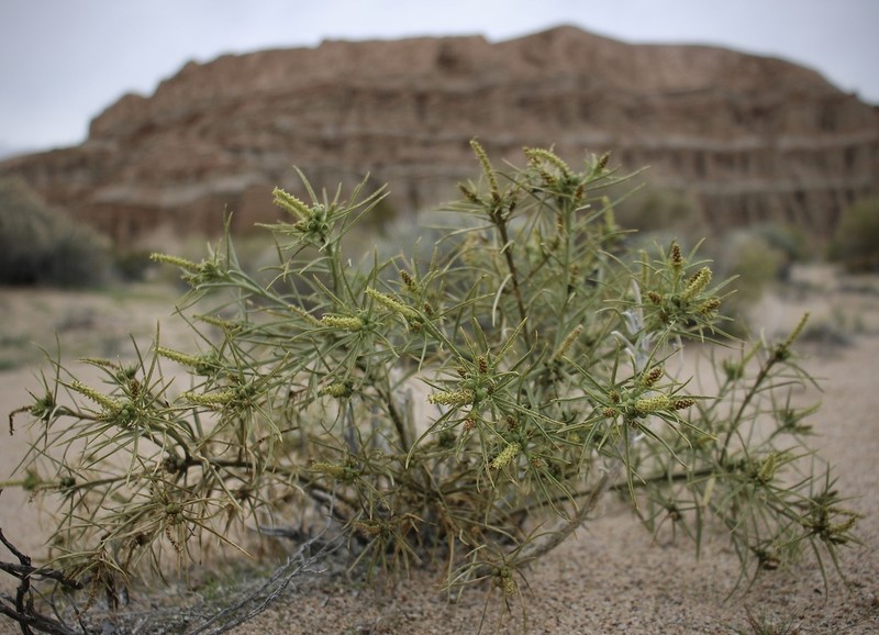 Mojave Toothleaf photo 2