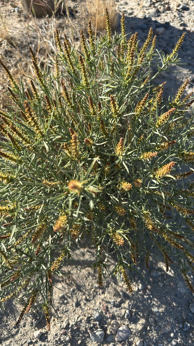 Mojave Toothleaf photo 3