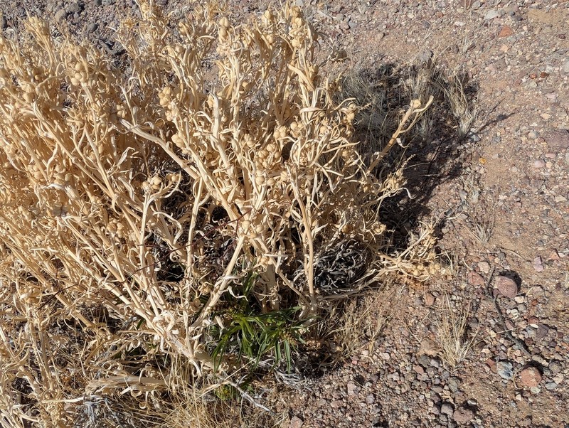 Mojave Toothleaf photo 4