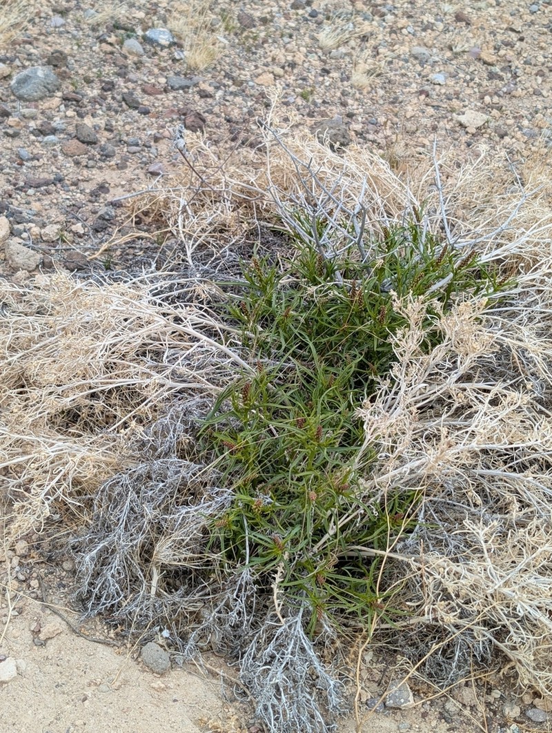 Mojave Toothleaf photo 5