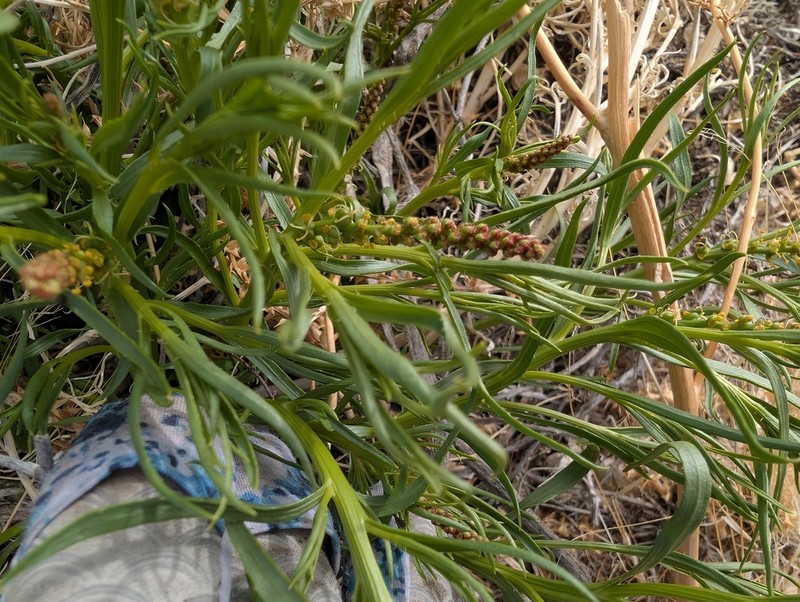 Mojave Toothleaf photo 6