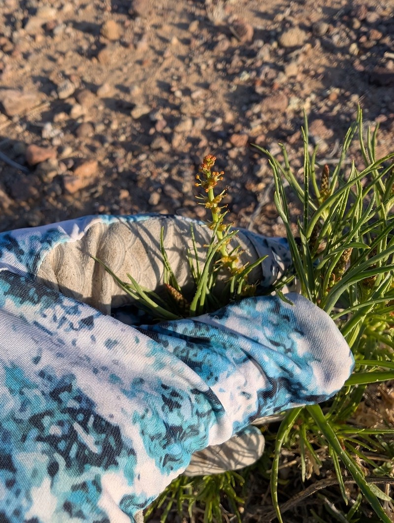 Mojave Toothleaf photo 7