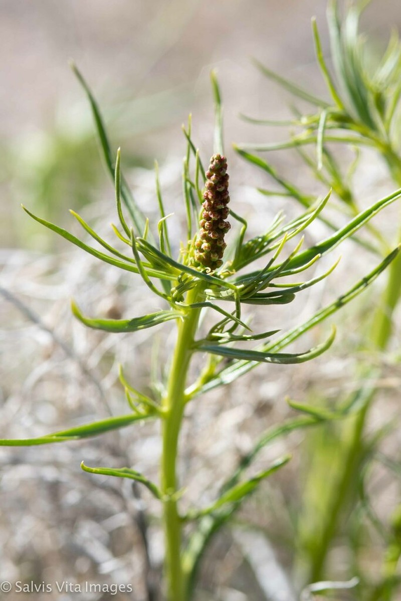 Mojave Toothleaf photo 8