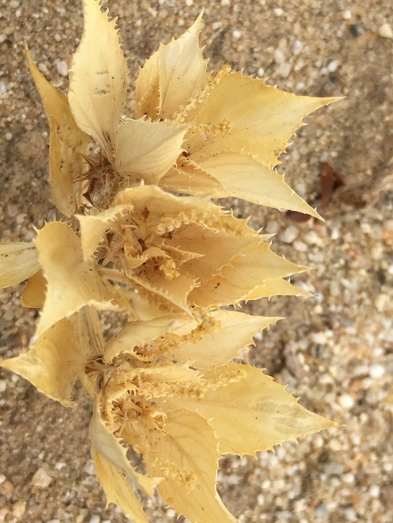 Annual Toothleaf photo 3