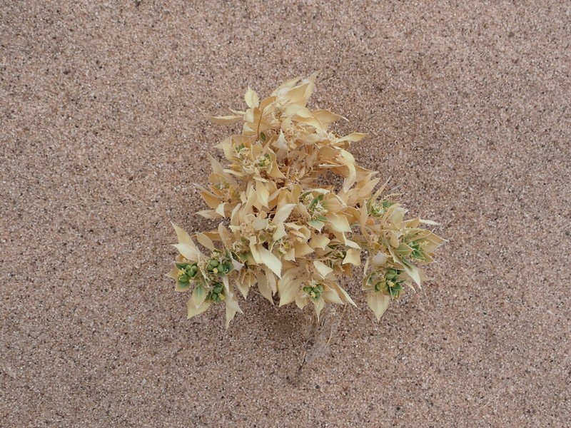 Annual Toothleaf photo 4