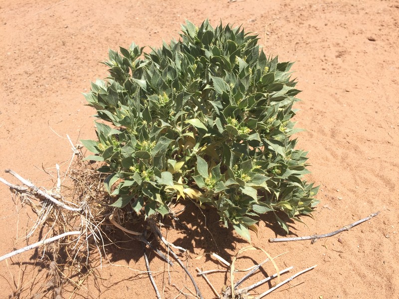 Annual Toothleaf photo 5