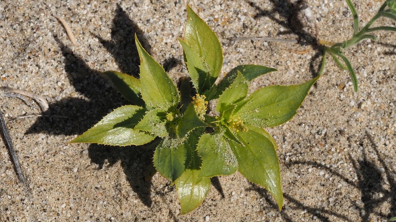 Annual Toothleaf photo 6