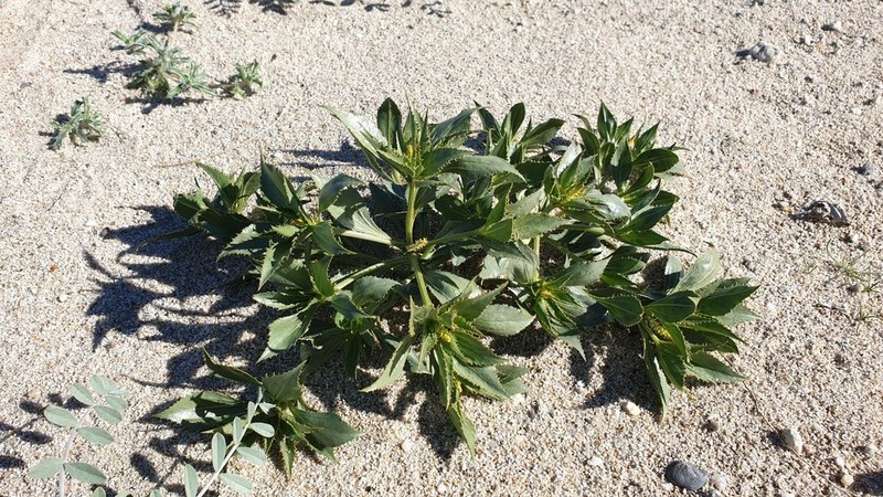 Annual Toothleaf photo 7