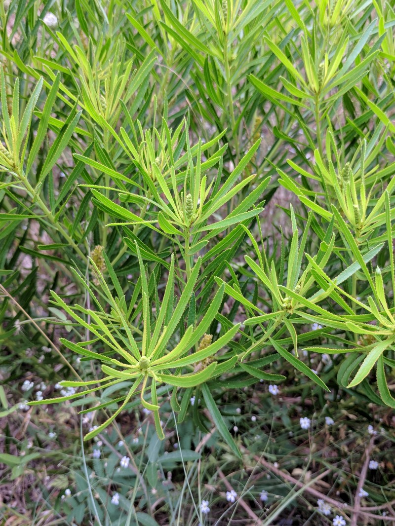 Texas Toothleaf photo 2