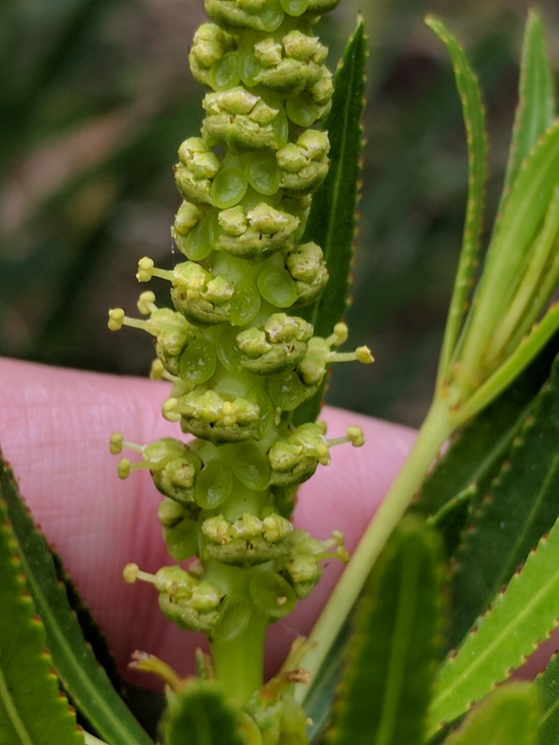 Texas Toothleaf photo 3