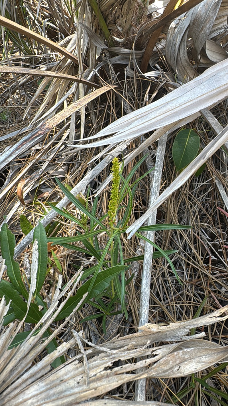 Stillingia tenuis