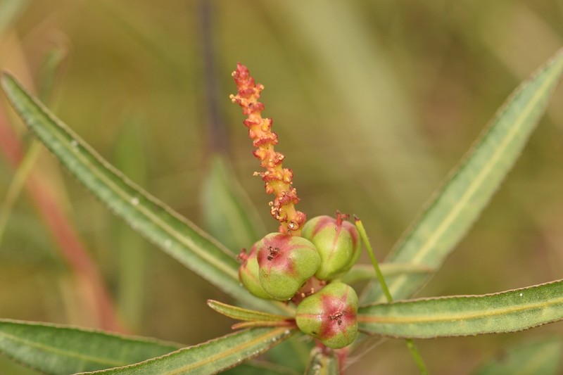Stillingia tenuis photo 2