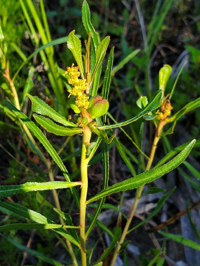 Stillingia tenuis photo 4