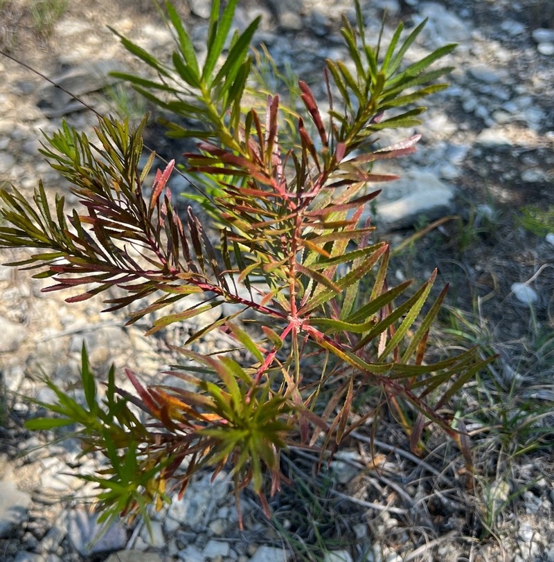 Texas Toothleaf photo 4
