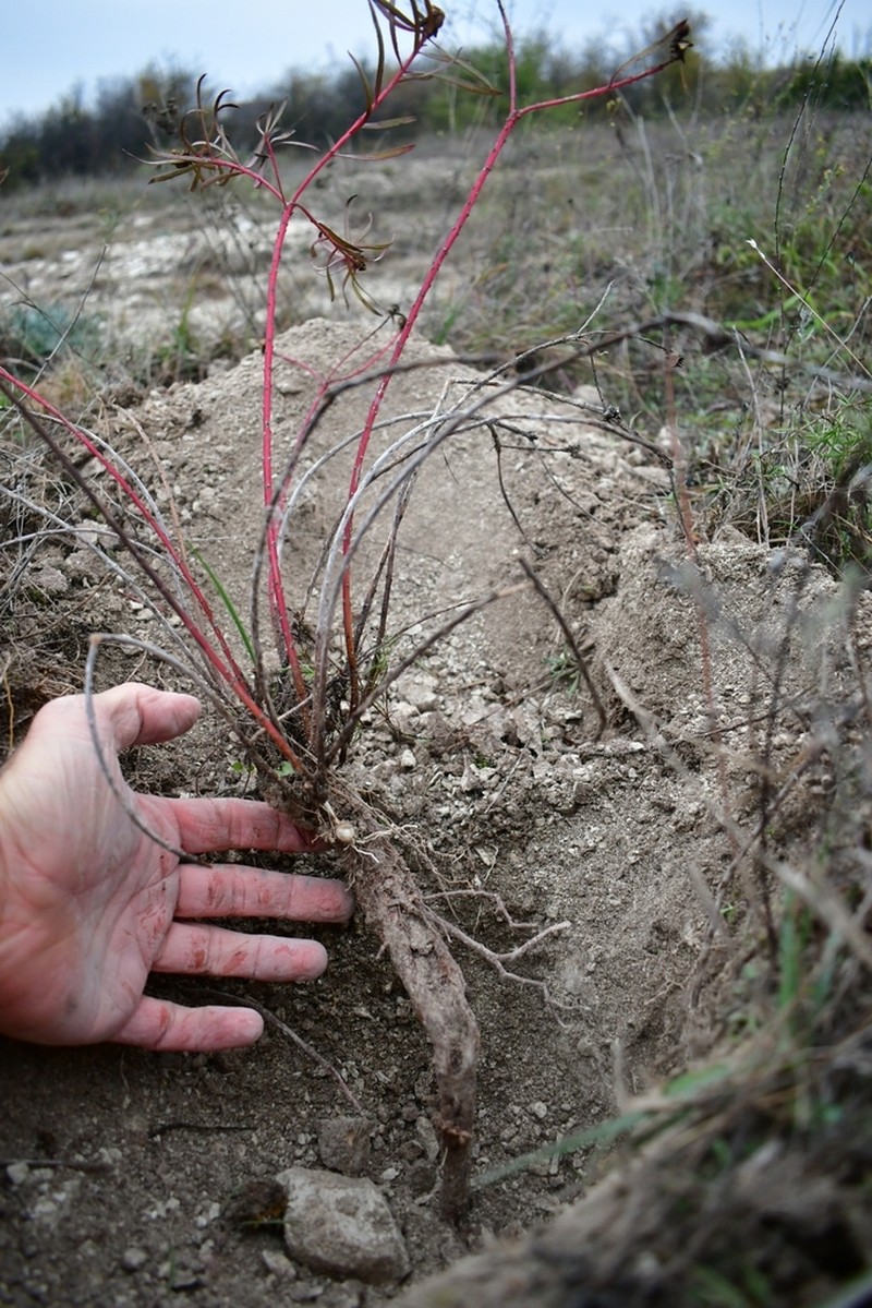 Texas Toothleaf photo 5