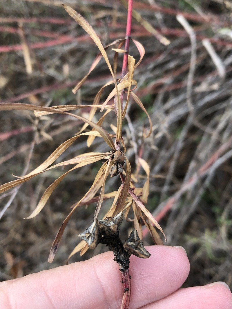 Texas Toothleaf photo 6