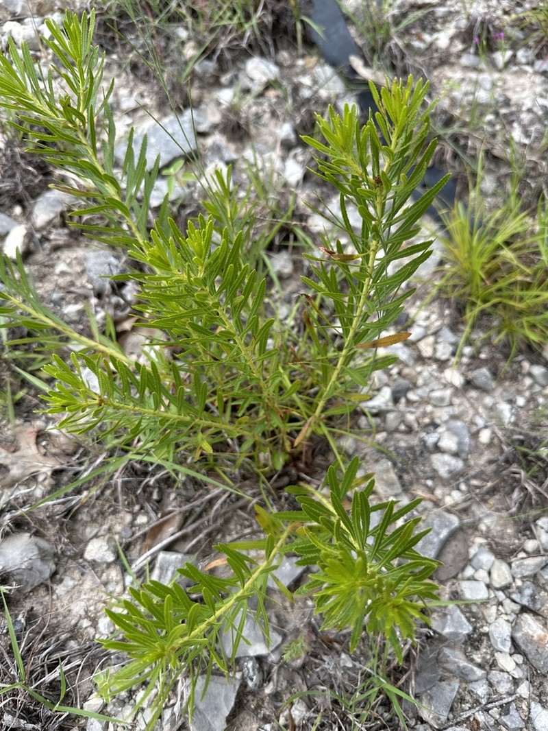 Texas Toothleaf photo 7