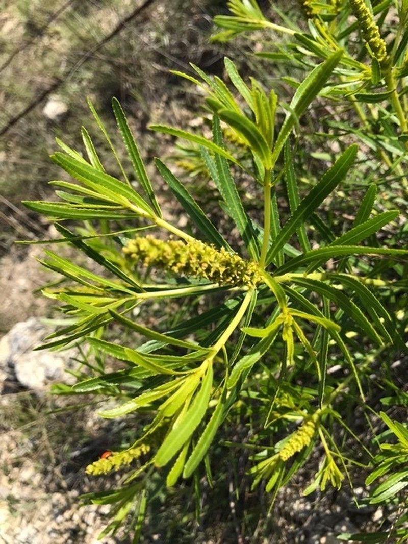 Texas Toothleaf photo 8