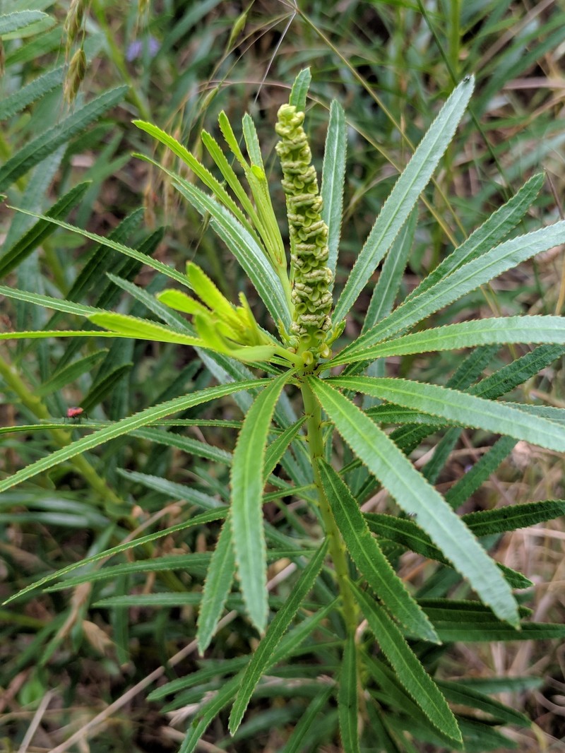 Texas Toothleaf