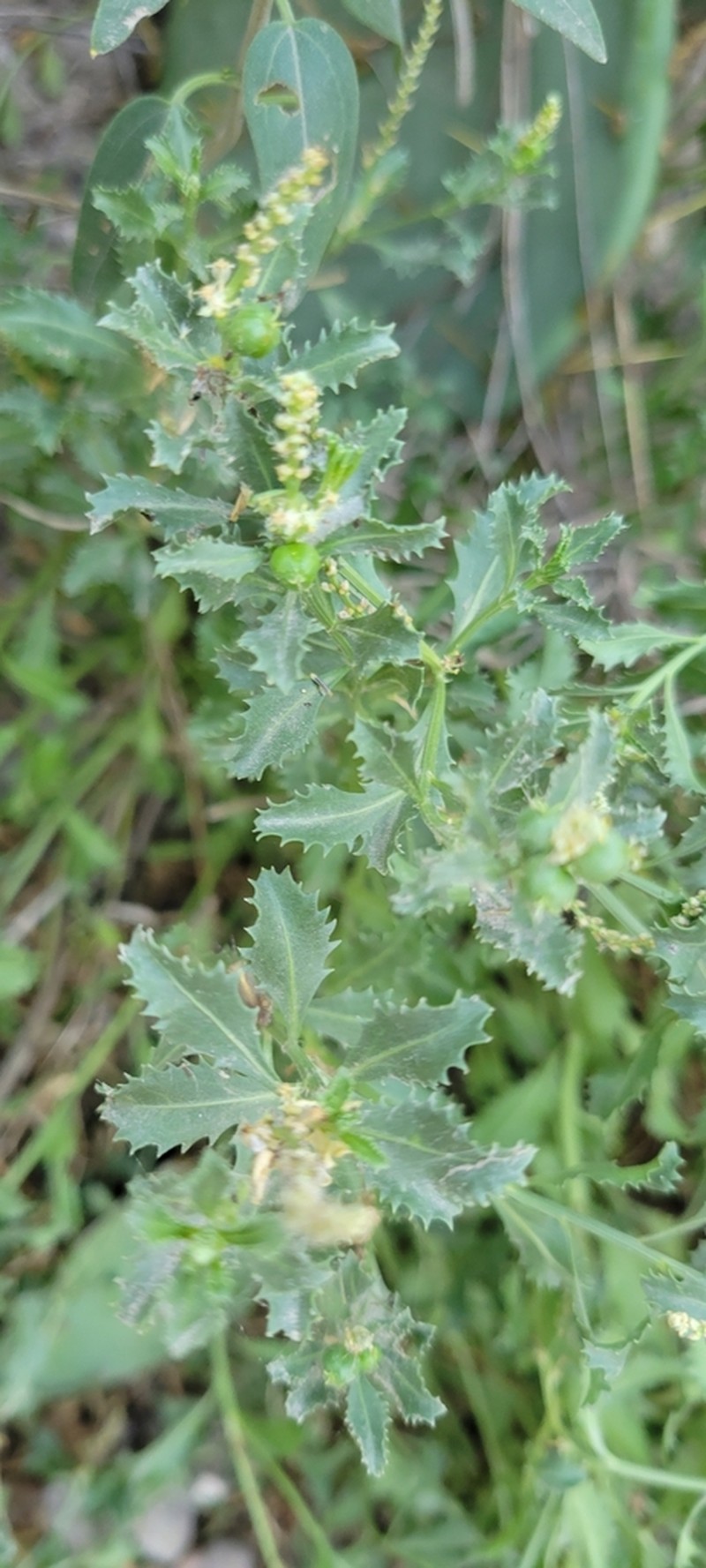 Trecul's Toothleaf photo 2