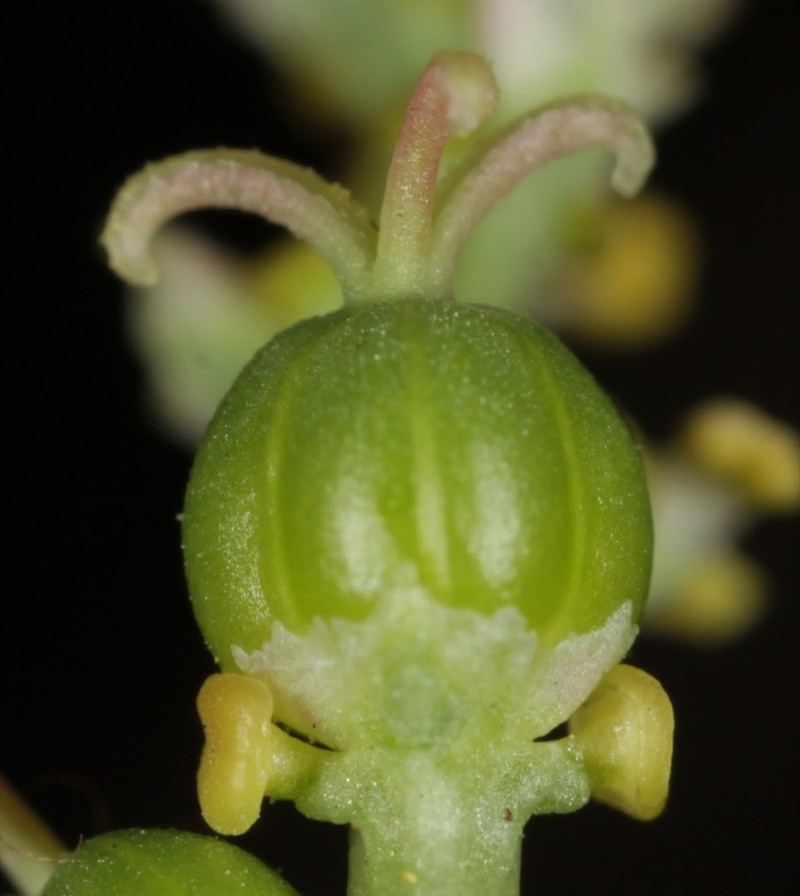Trecul's Toothleaf photo 3