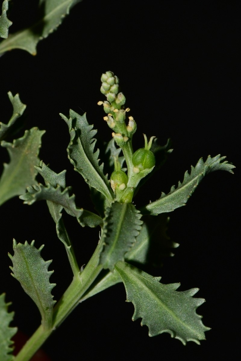 Trecul's Toothleaf photo 4