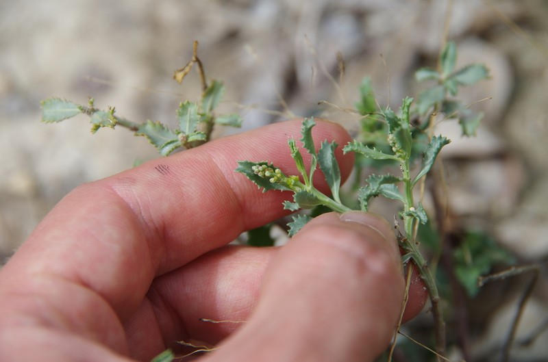 Trecul's Toothleaf photo 5