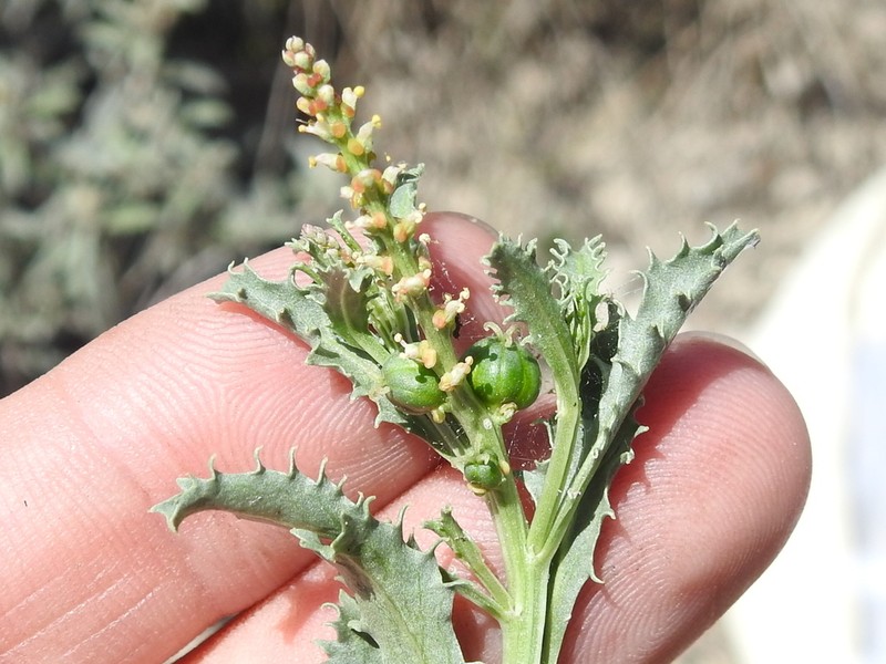 Trecul's Toothleaf photo 6