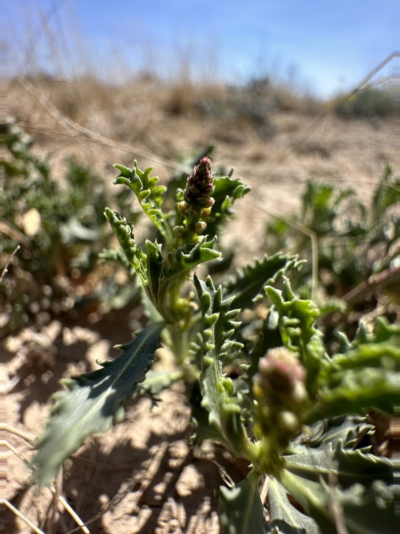 Trecul's Toothleaf photo 7