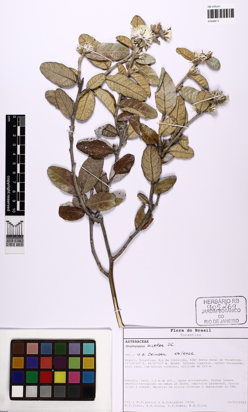 Stilpnopappus bicolor