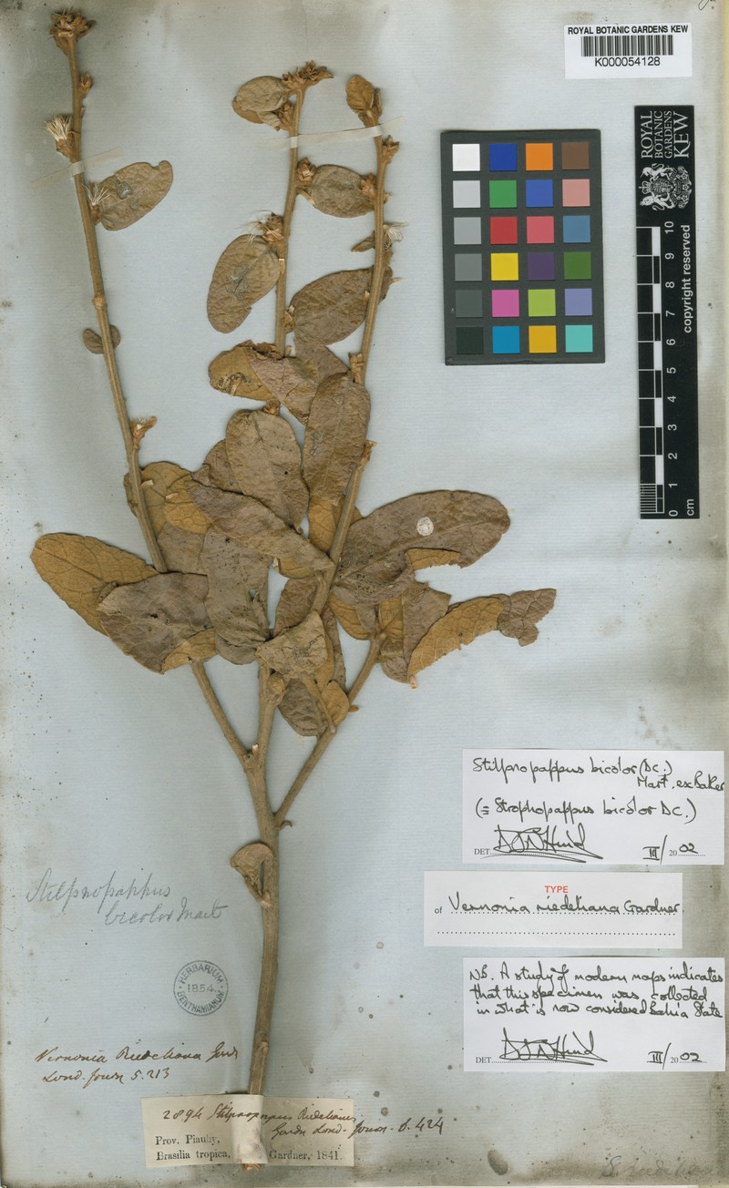 Stilpnopappus bicolor photo 2