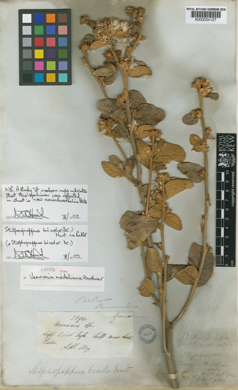 Stilpnopappus bicolor photo 3
