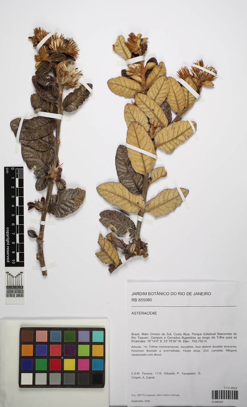 Stilpnopappus bullatus