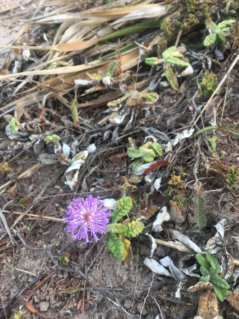 Stilpnopappus cearensis