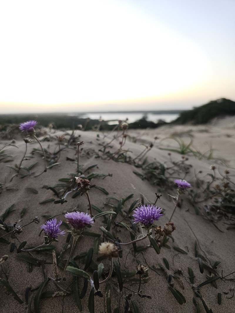 Stilpnopappus cearensis photo 2