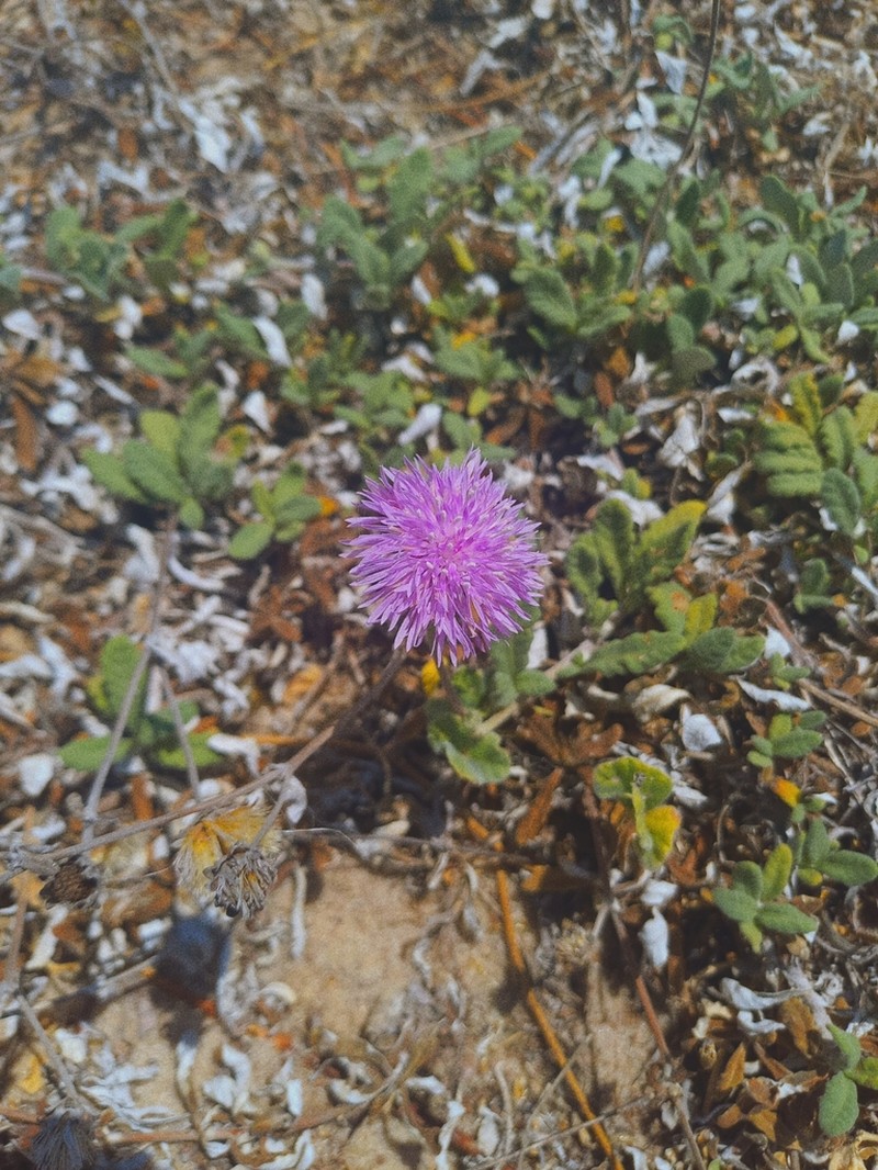 Stilpnopappus cearensis photo 3
