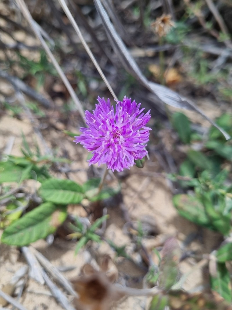 Stilpnopappus cearensis photo 4