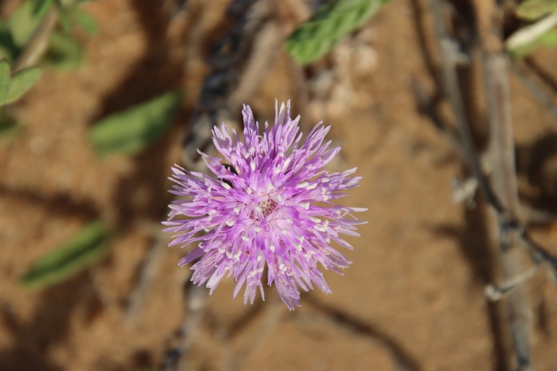 Stilpnopappus cearensis photo 5