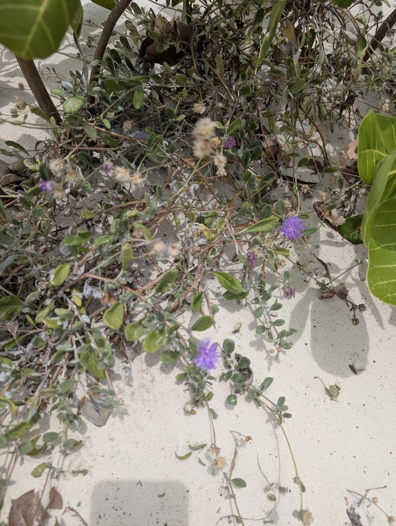 Stilpnopappus cearensis photo 6