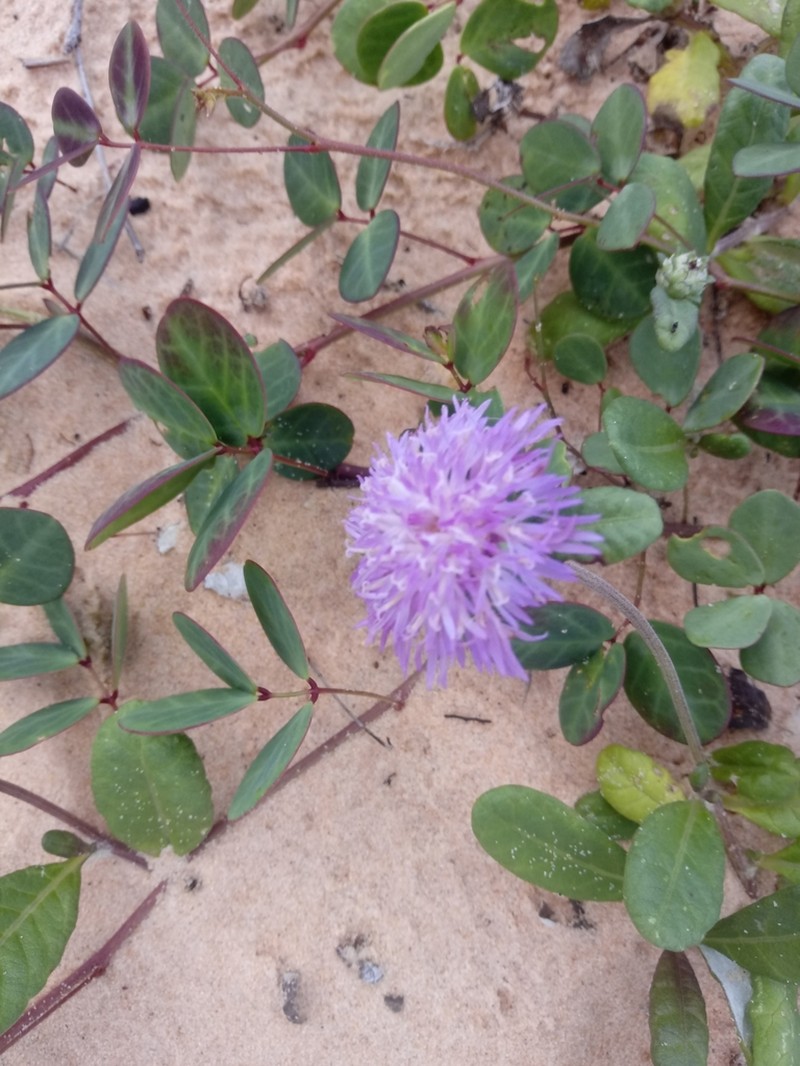 Stilpnopappus cearensis photo 7