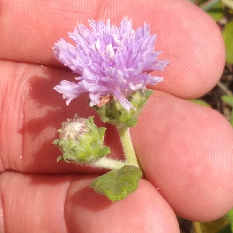 Stilpnopappus cearensis photo 8