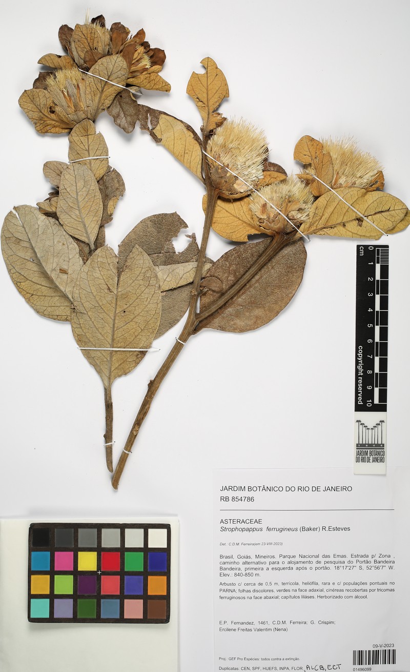 Stilpnopappus ferrugineus