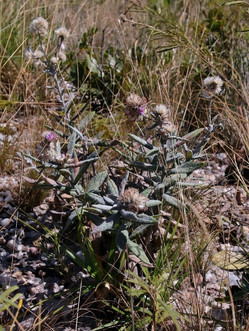 Stilpnopappus glomeratus