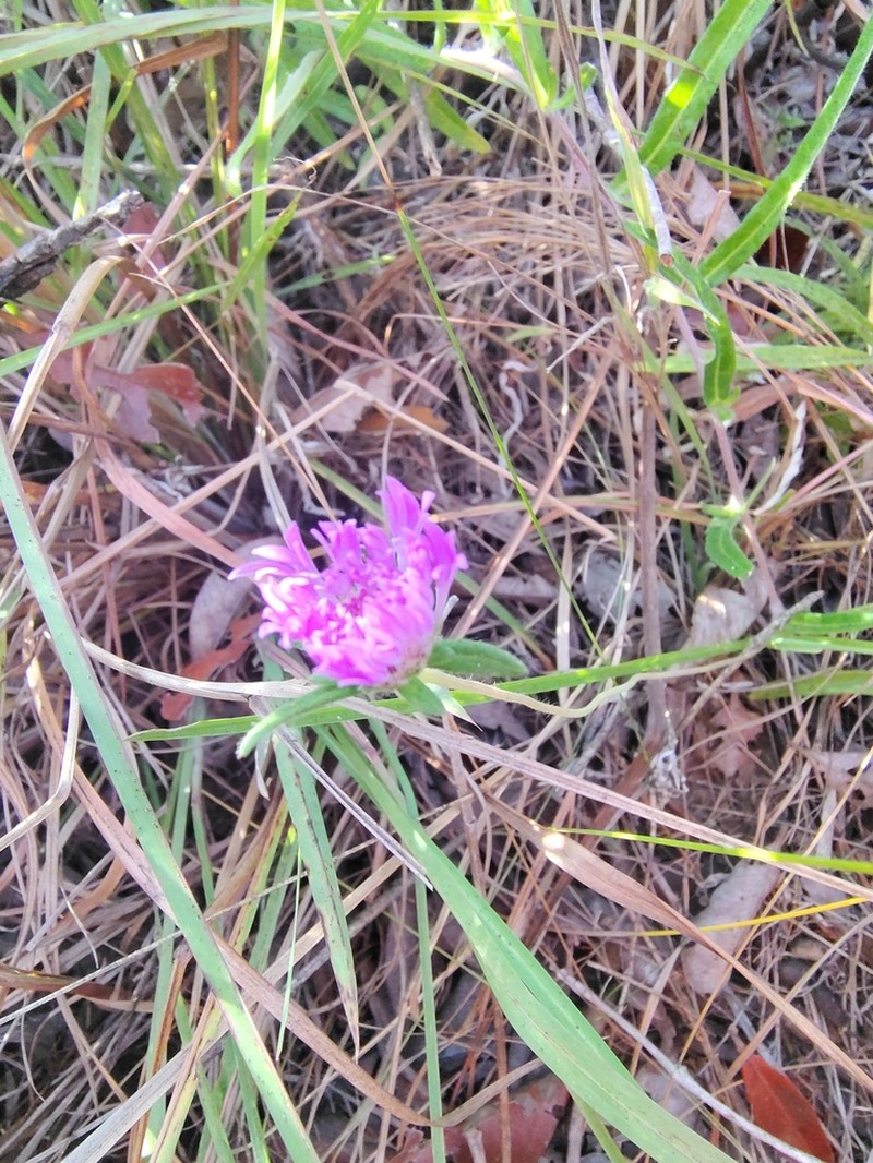 Stilpnopappus pantanalensis